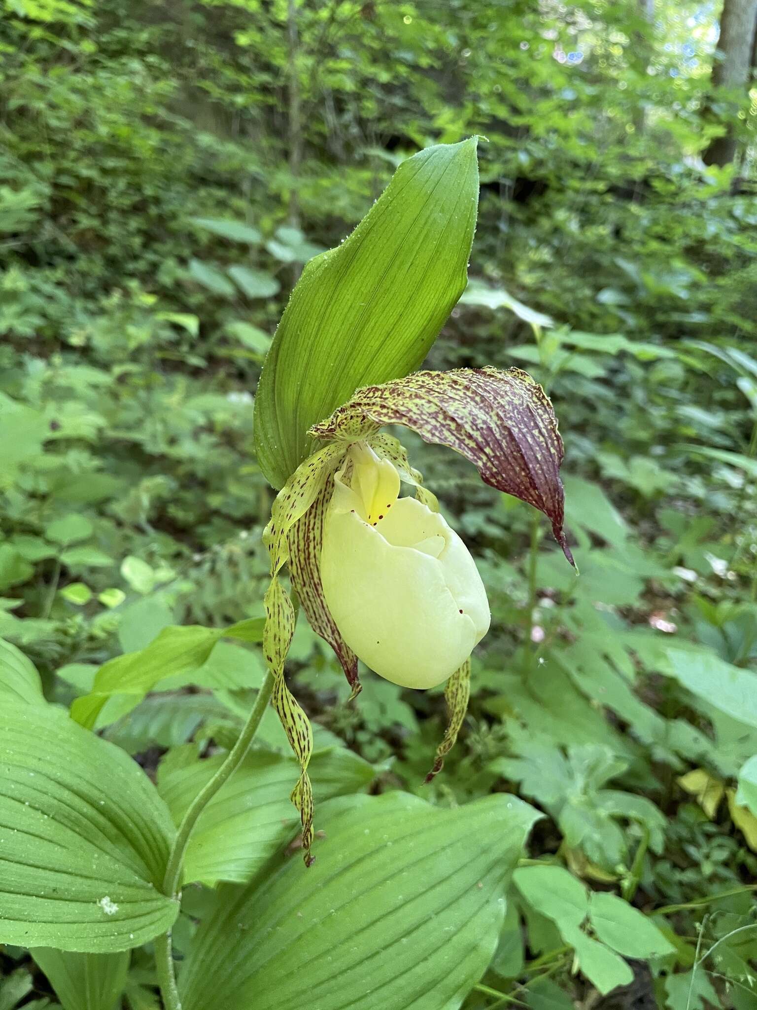 Image of Kentucky lady's slipper