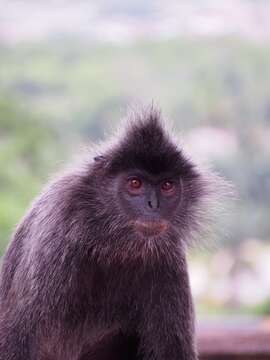 Image of Trachypithecus selangorensis Roos, Nadler & Walter 2008