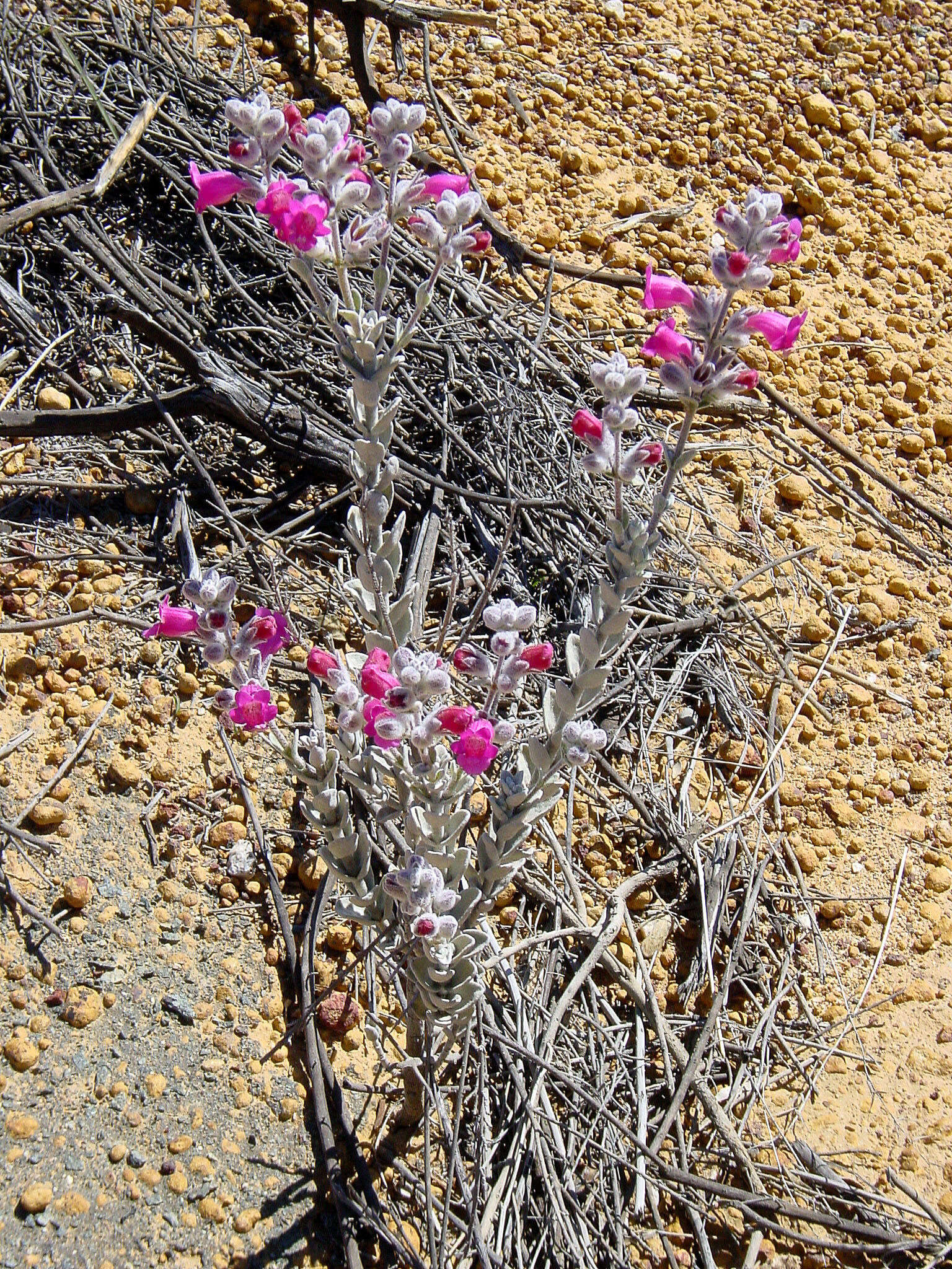 Image of Dasymalla terminalis Endl.