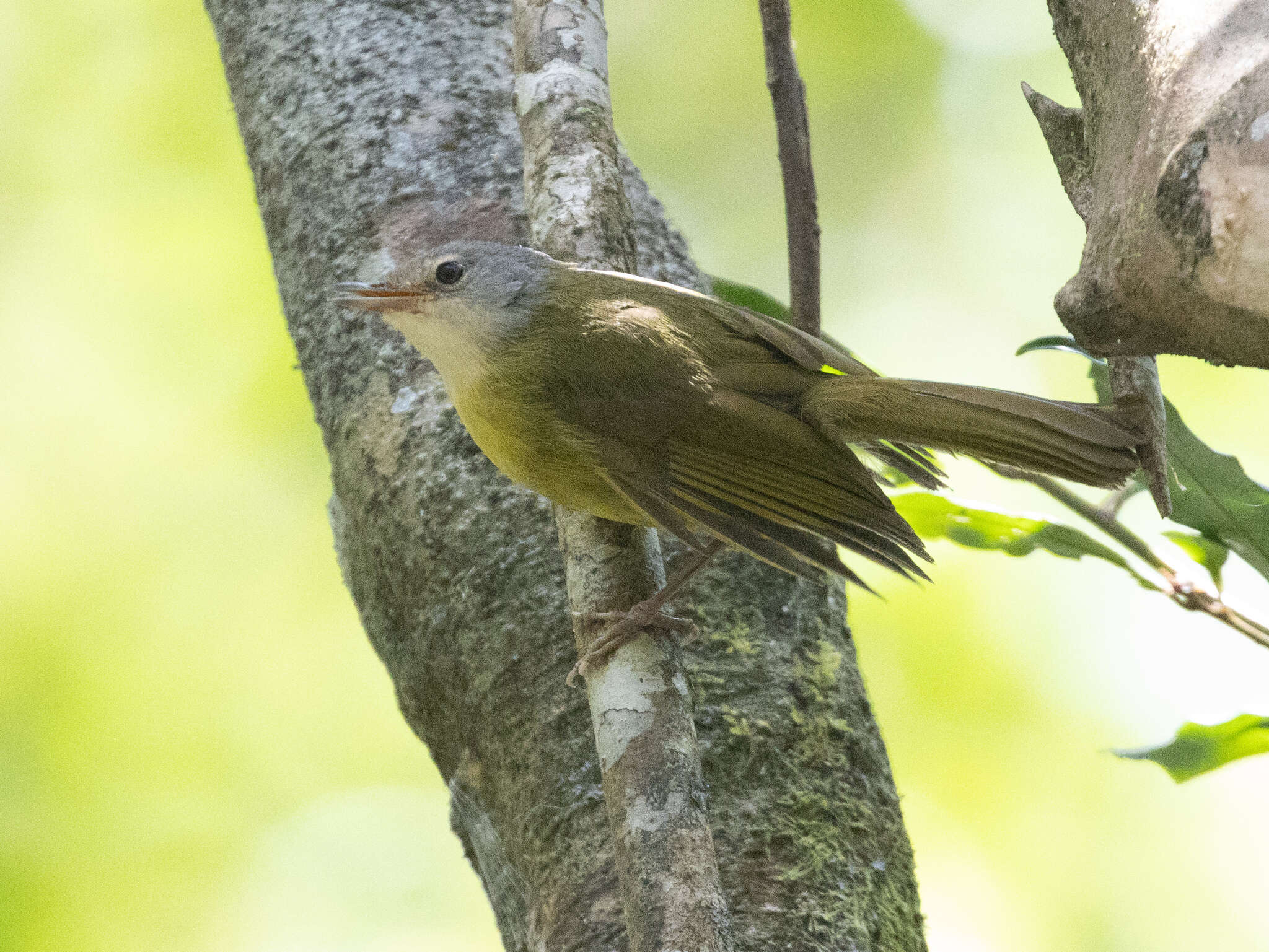 Imagem de Xanthomixis cinereiceps (Sharpe 1881)