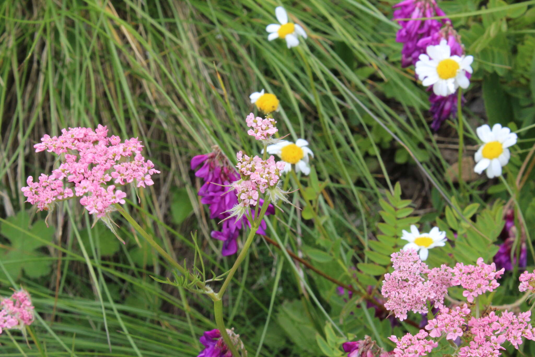 Image de Chaerophyllum roseum M. Bieb.