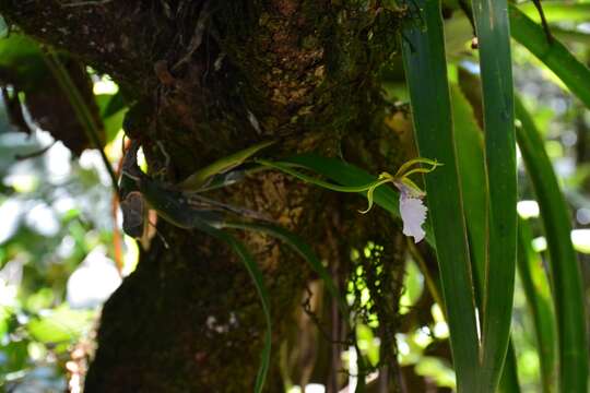 Image of Rhynchostele stellata (Lindl.) Soto Arenas & Salazar