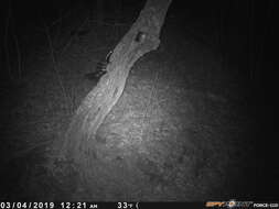 Image of Allegheny Spotted Skunk