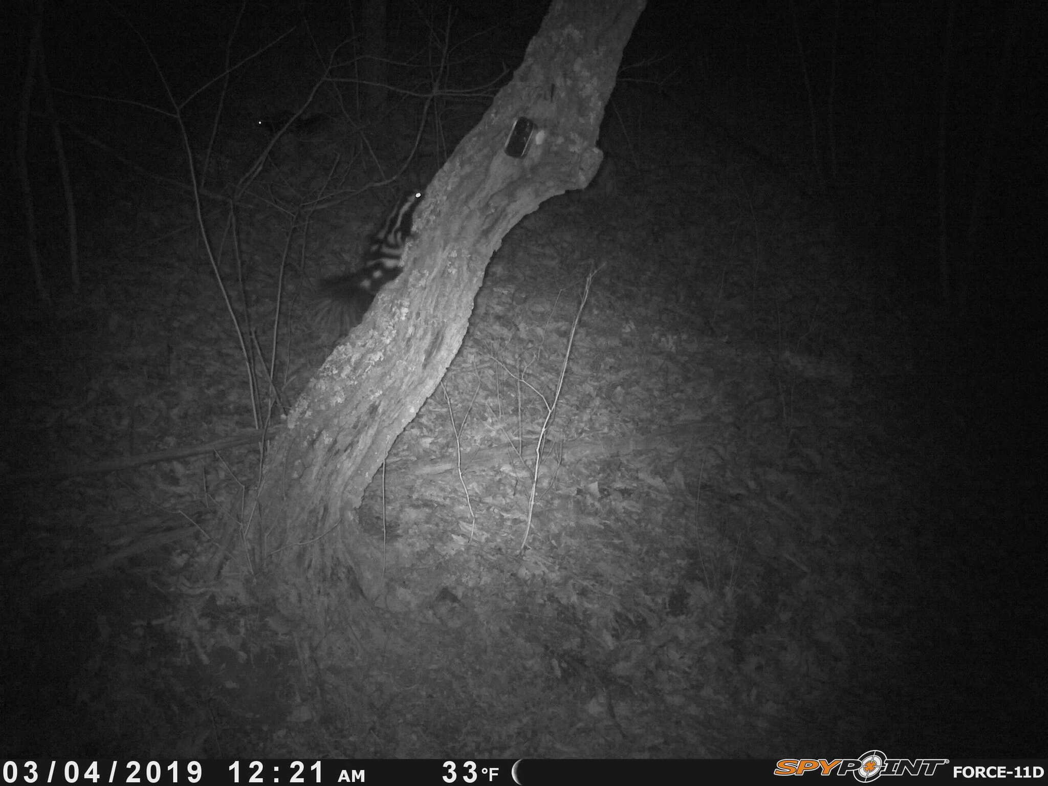 Image of Allegheny Spotted Skunk