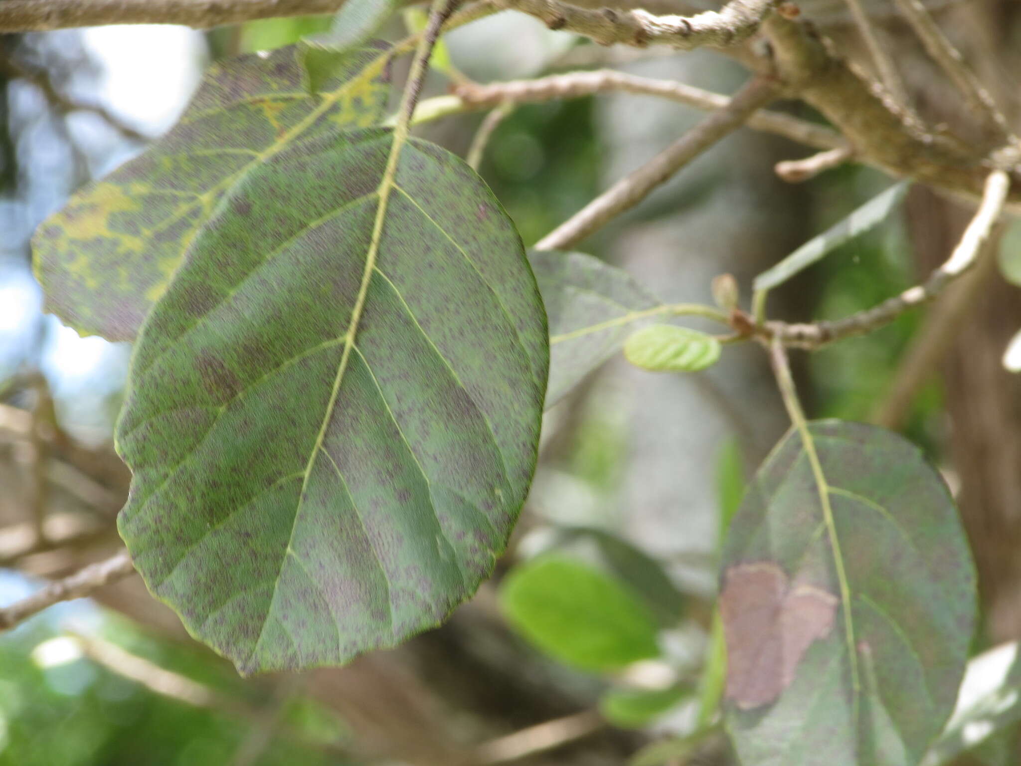 Image of Cordia dodecandra DC.