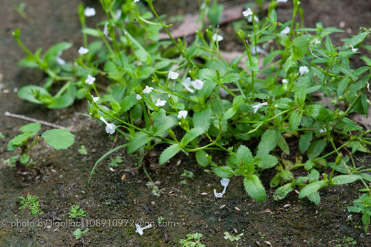 Image de Bonnaya ciliata (Colsm.) Spreng.