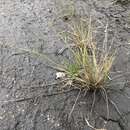 Image of Amphi-Beringian Alkali Grass