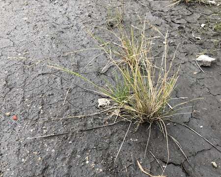 Image of Amphi-Beringian Alkali Grass