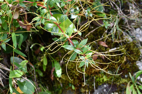 Image of Peperomia lanceolata C. DC.