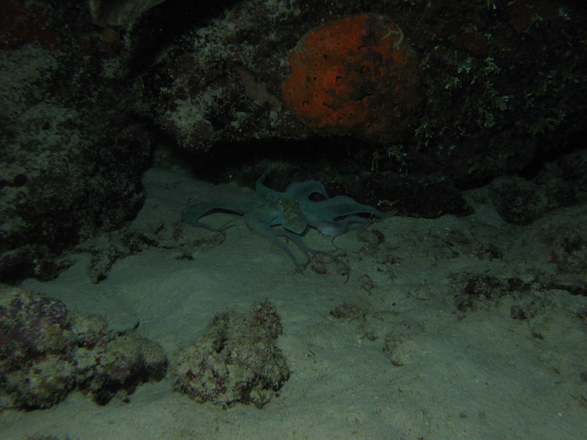 Image of Caribbean reef octopus