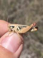 Melanoplus discolor (Scudder & S. H. 1878) resmi