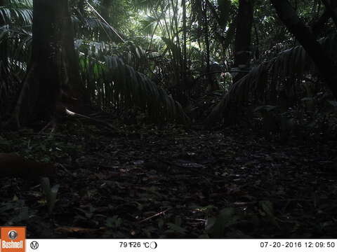 Image of Central American Agouti