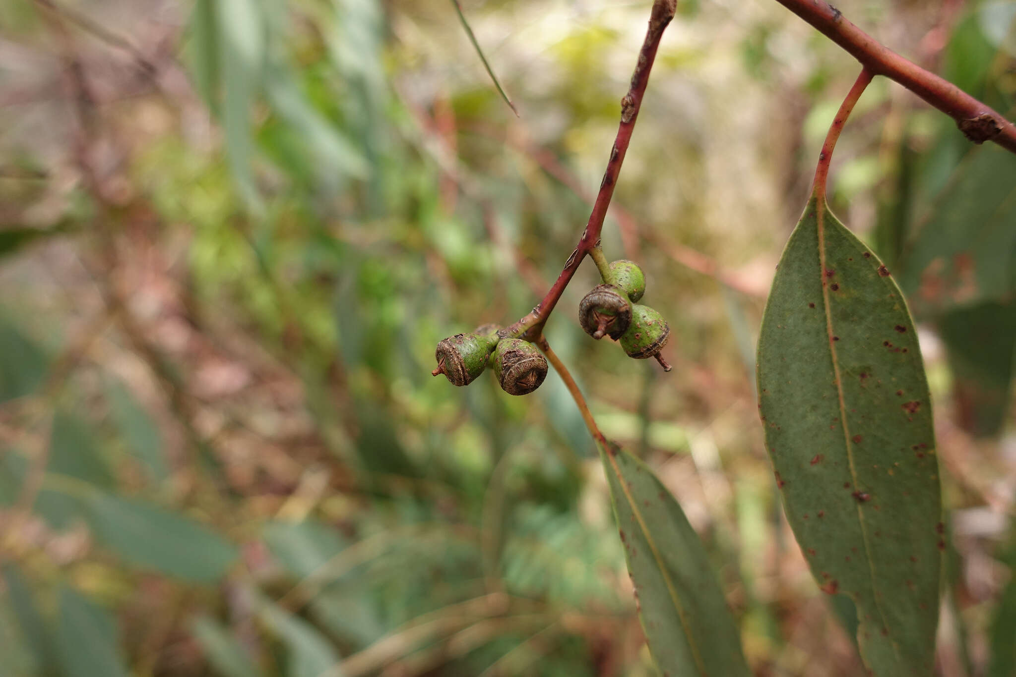 Image of Eucalyptus dalrympleana subsp. dalrympleana