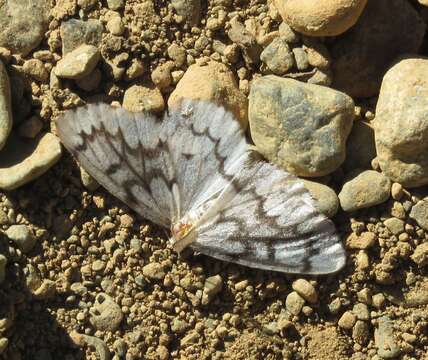 Image of Phantom Hemlock Looper