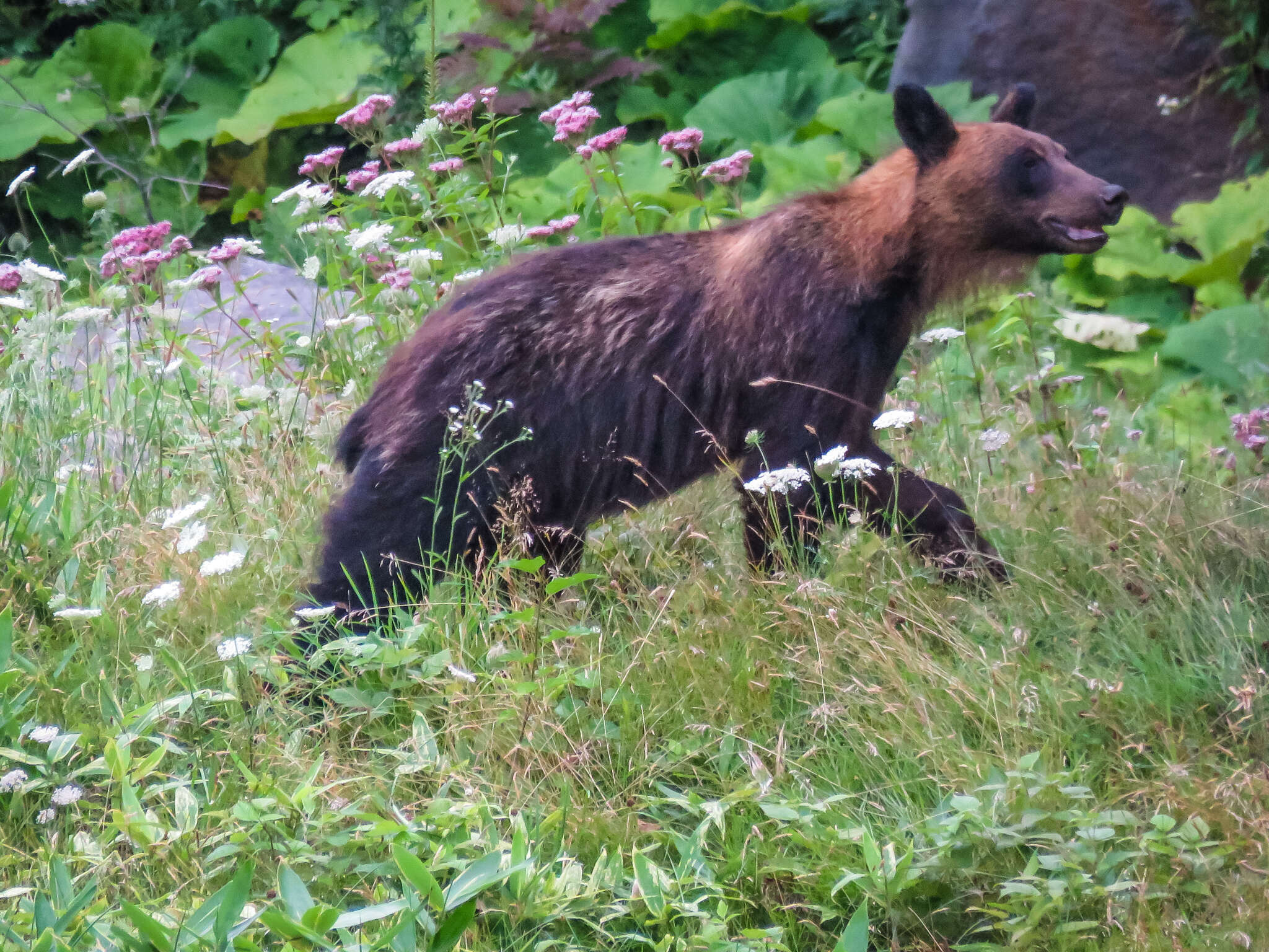 Image of Ussuri brown bear