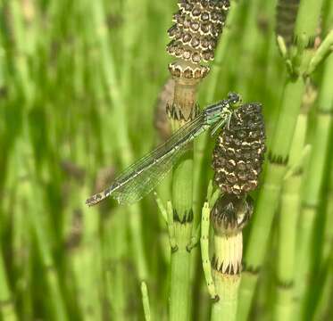 Image of Norfolk Damselfly