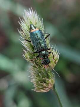 Image of Malachius lusitanicus