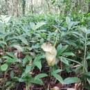 Image of Amorphophallus calabaricus subsp. mayoi Ittenb.