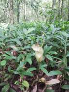 Image of Amorphophallus calabaricus N. E. Br.