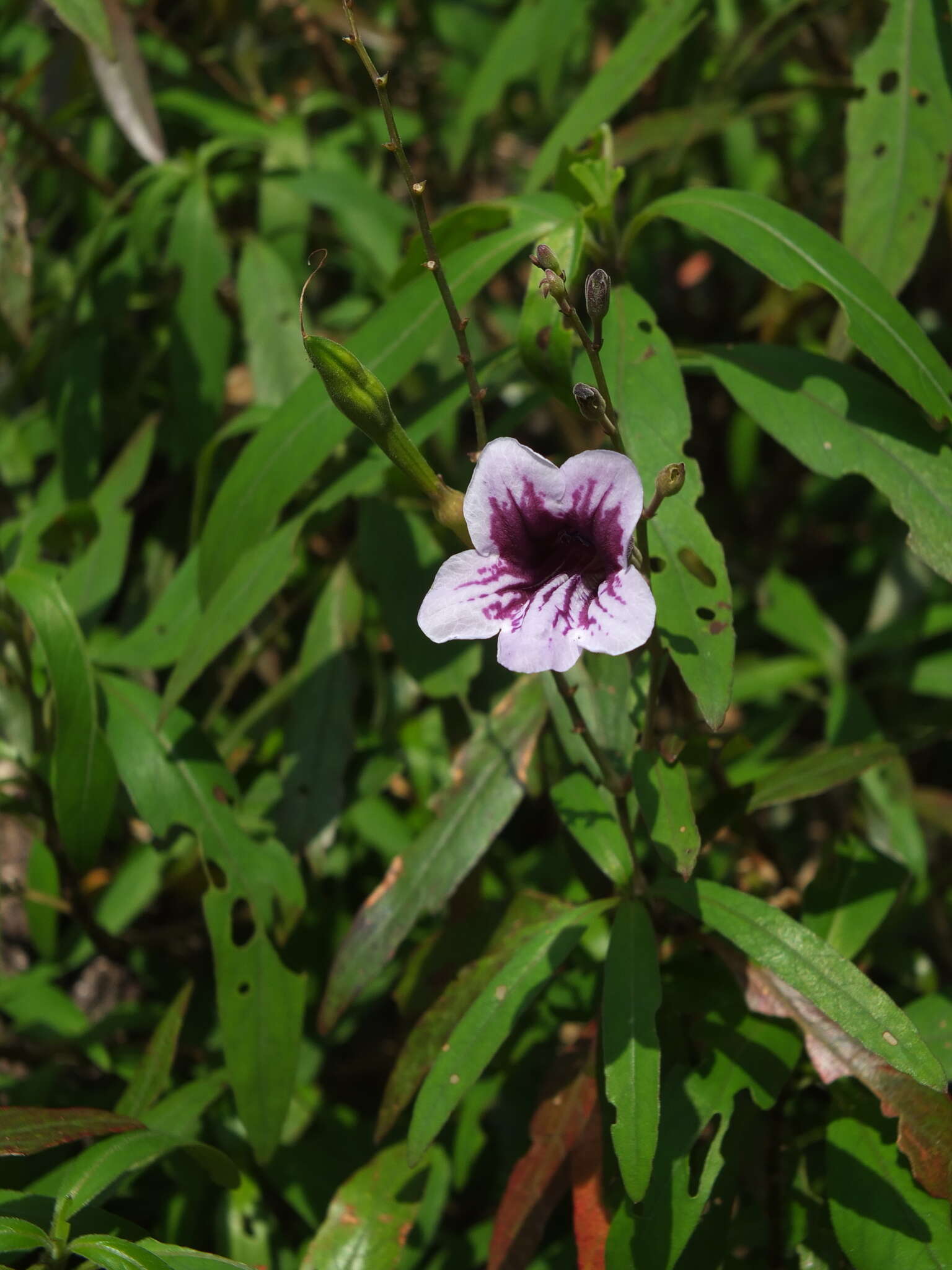 صورة Asystasia travancorica Bedd.