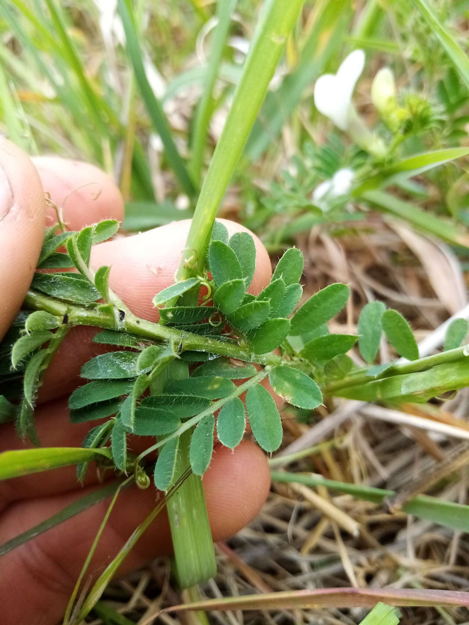 Image of smooth yellow vetch