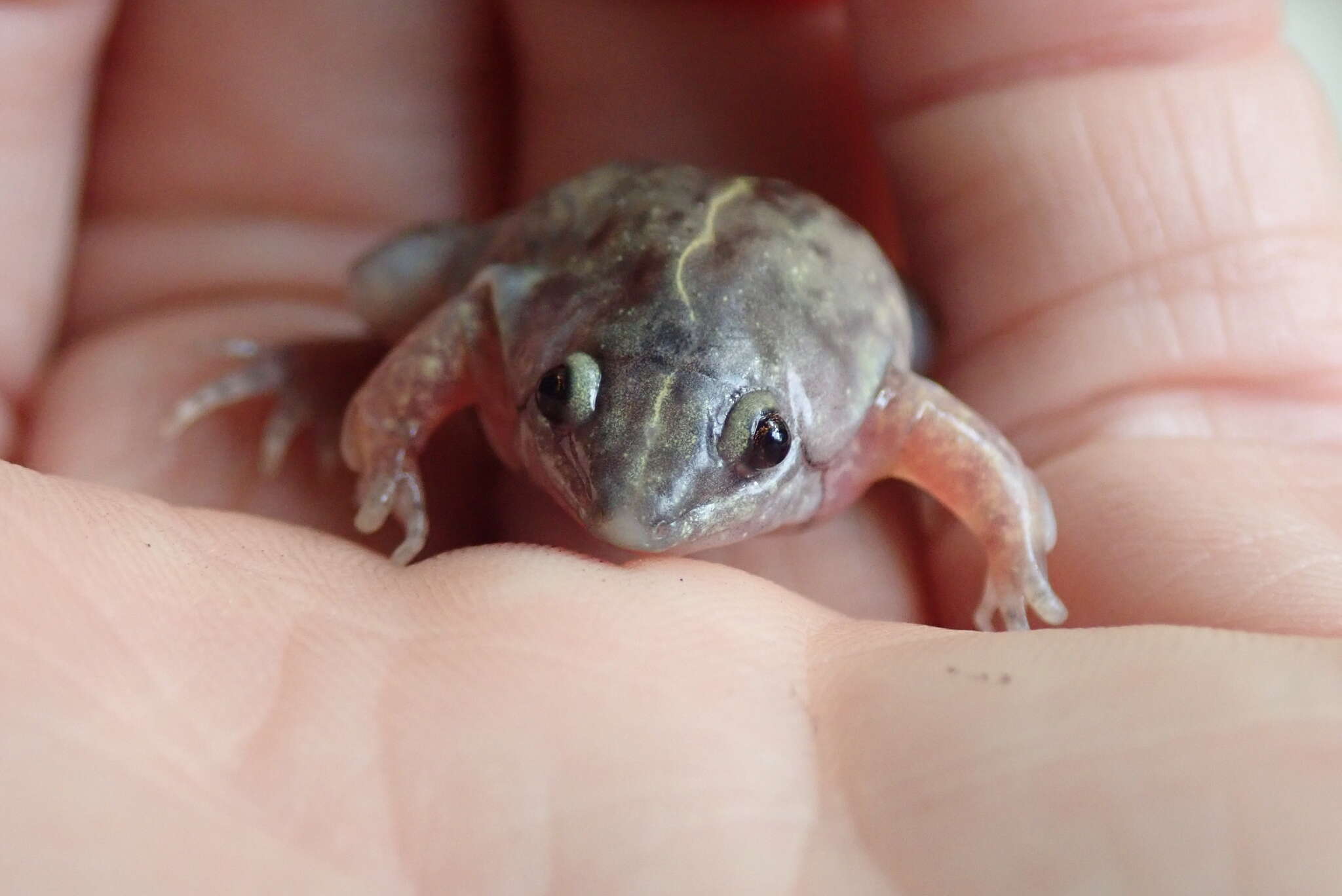 Image of Guinea Snout-burrower