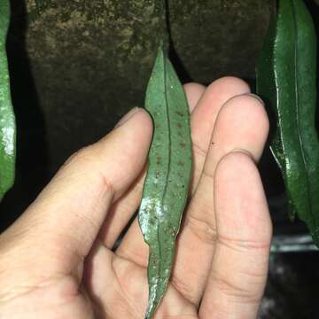 Lemmaphyllum rostratum (Bedd.) Tag. resmi