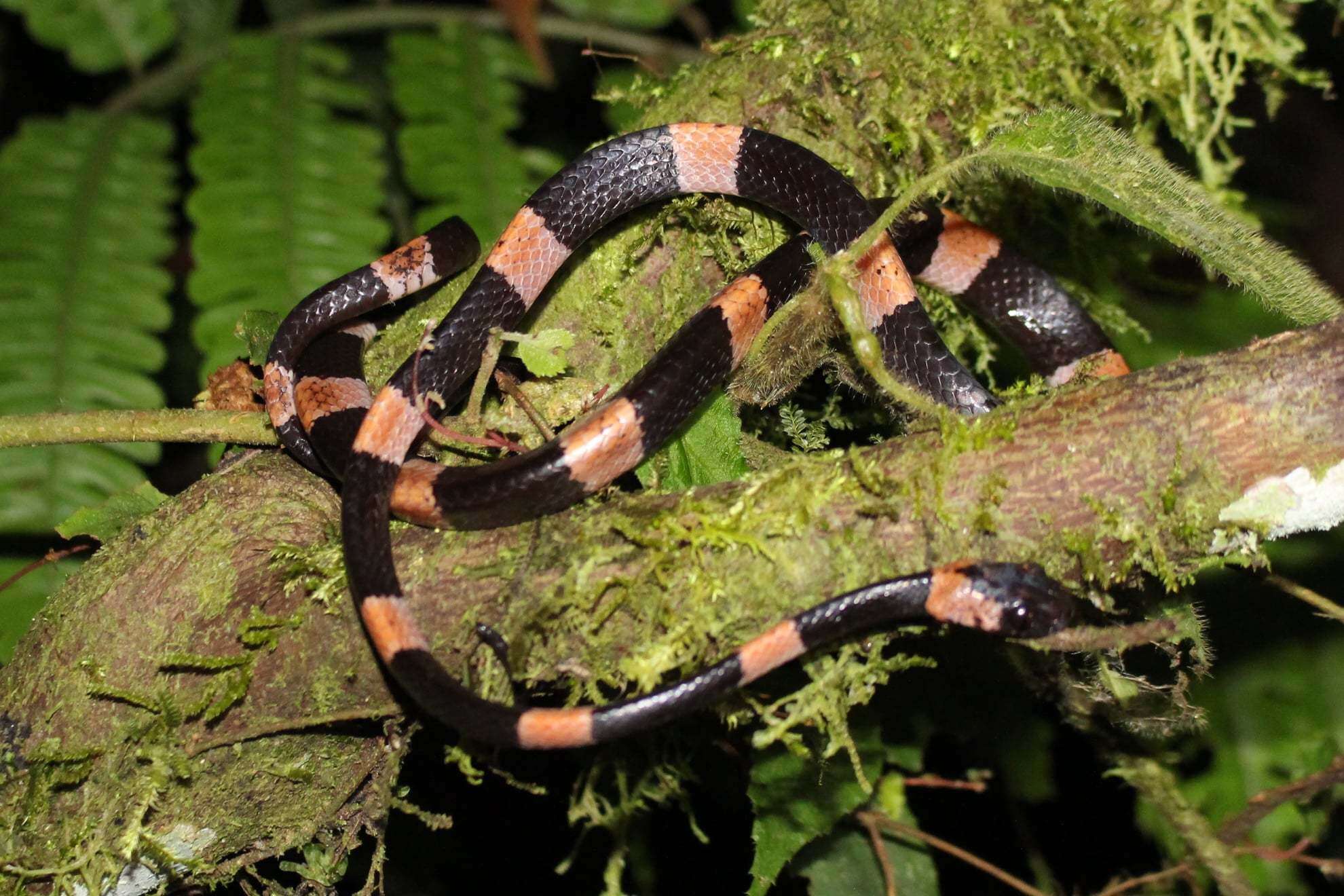 Image of Graceful Snail-eater