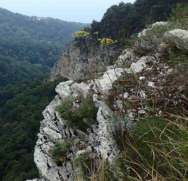 صورة Peucedanum longifolium Waldst. & Kit.