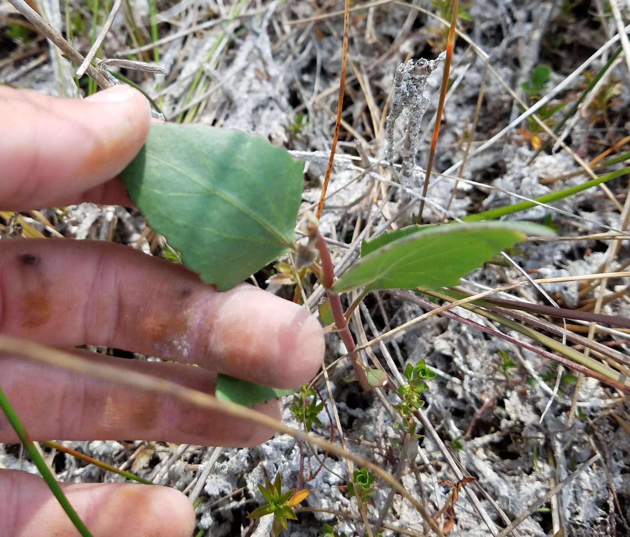 Image of semaphore thoroughwort