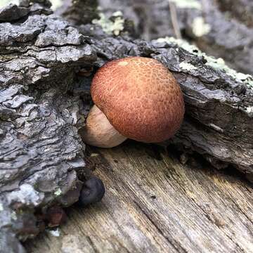 Image of Gymnopilus thiersii M. T. Seidl 1989