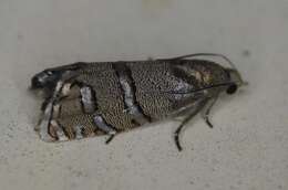 Image of Eastern Pine Seedworm Moth