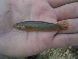 Plancia ëd Etheostoma nigripinne Braasch & Mayden 1985