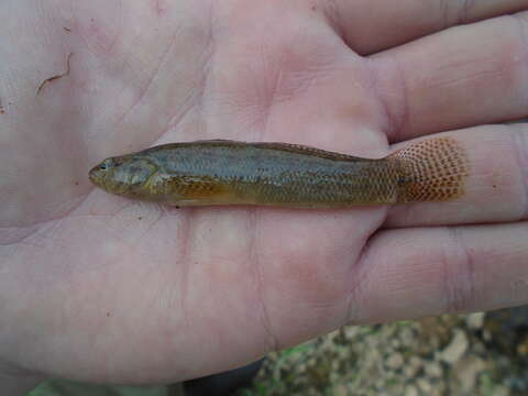 Image of Blackfin darter