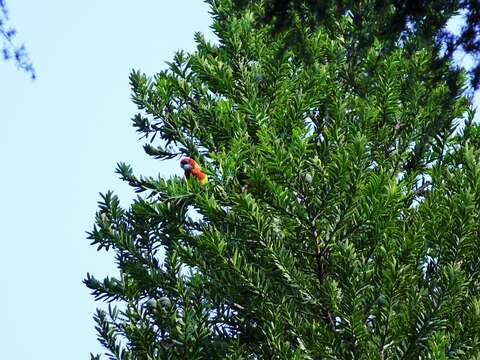 Image of Eastern Rosella