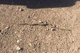 Image of Thamnophis sirtalis dorsalis (Baird & Girard 1853)