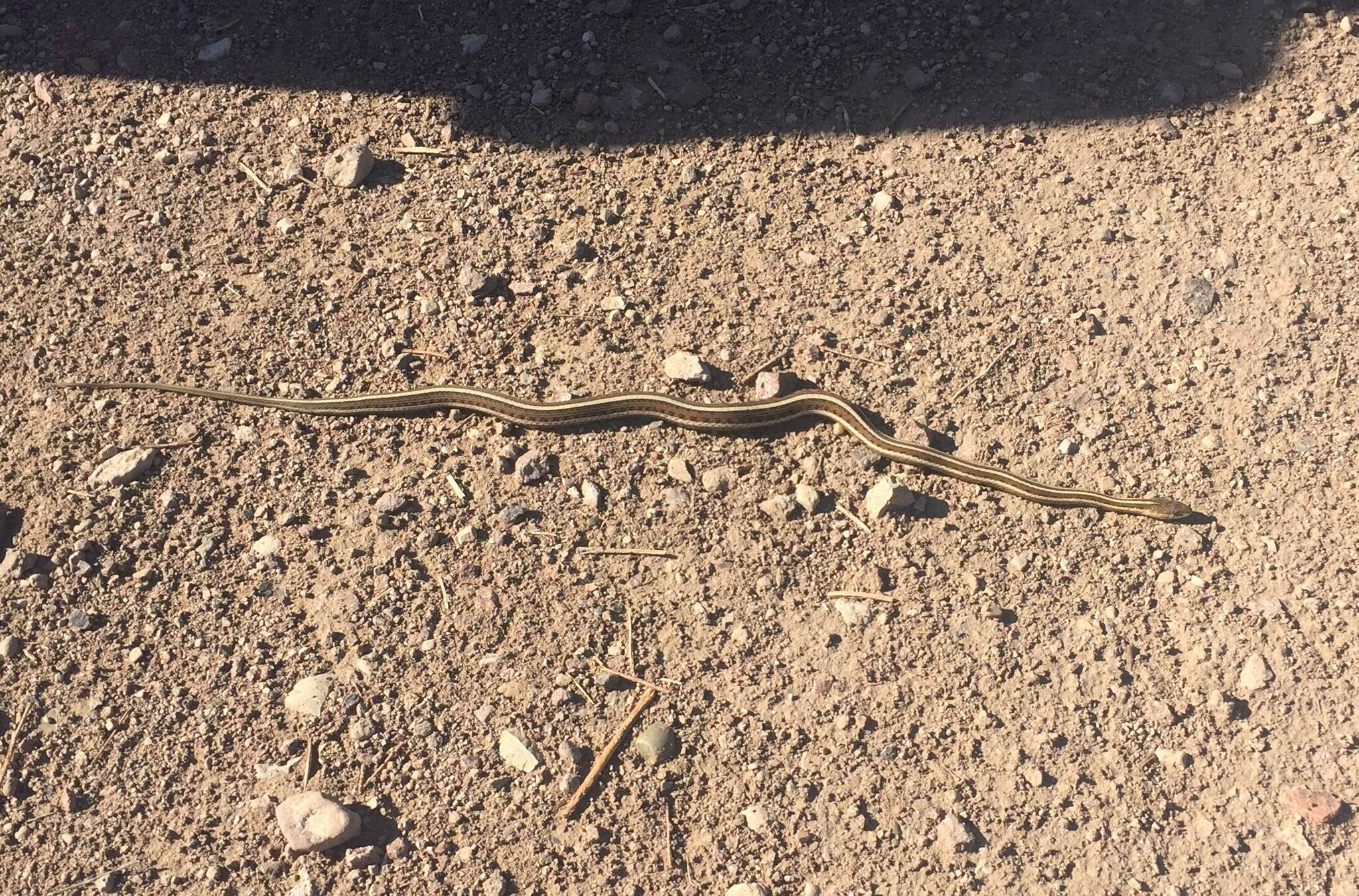 Слика од Thamnophis sirtalis dorsalis (Baird & Girard 1853)