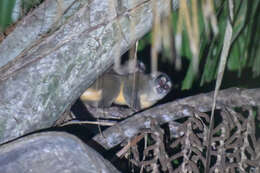 Image of Colombian Gray Night Monkey