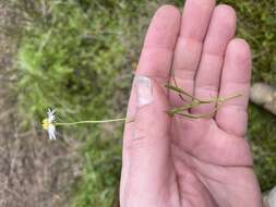 Image of Brachyscome graminea (Labill.) F. Müll.