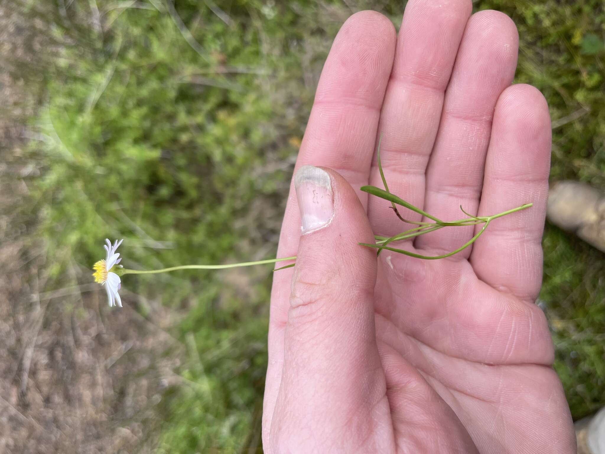 Image of Brachyscome graminea (Labill.) F. Müll.