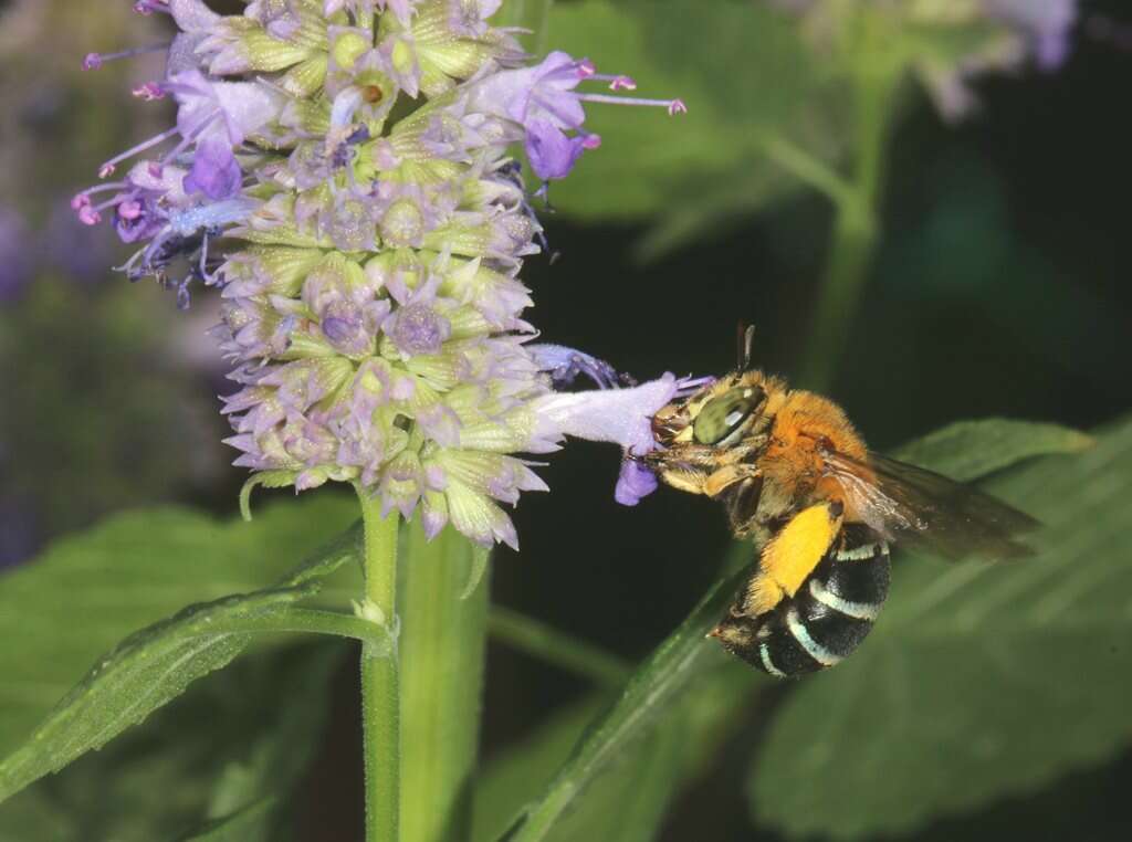 Sivun Amegilla cingulata (Fabricius 1775) kuva