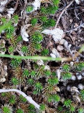 Image de Selaginella peruviana (Milde) Hieron.