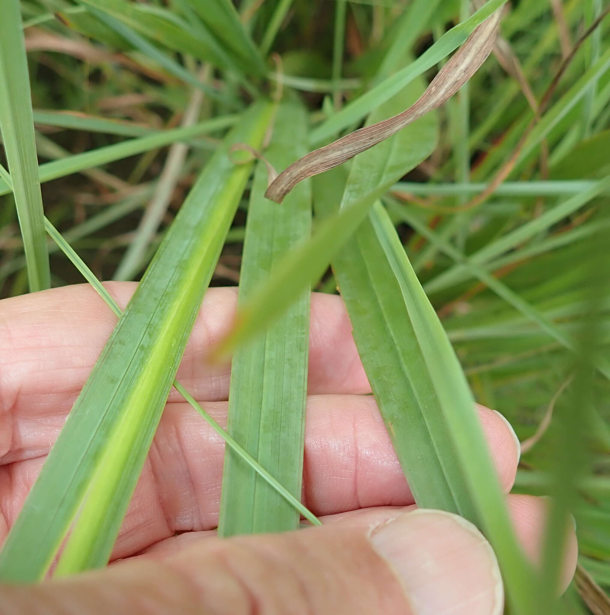 Image of Tritonia disticha (Klatt) Baker