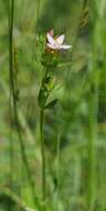 Image of Centaurium erythraea subsp. erythraea