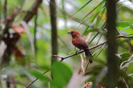 Image of Ruddy Spinetail