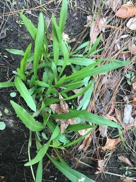 Imagem de Solidago mexicana L.