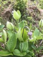 Plancia ëd Clematis ochroleuca