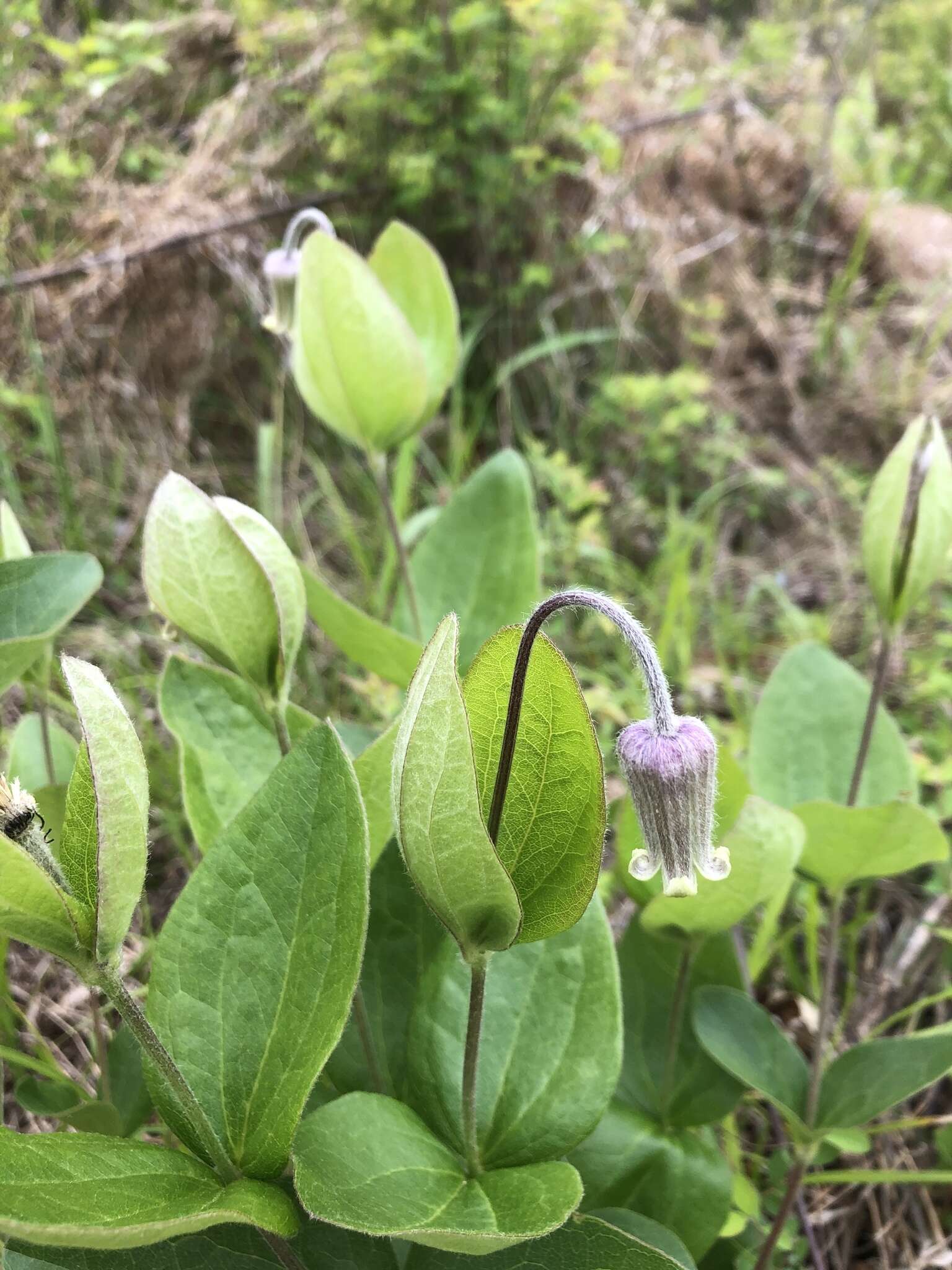 Plancia ëd Clematis ochroleuca