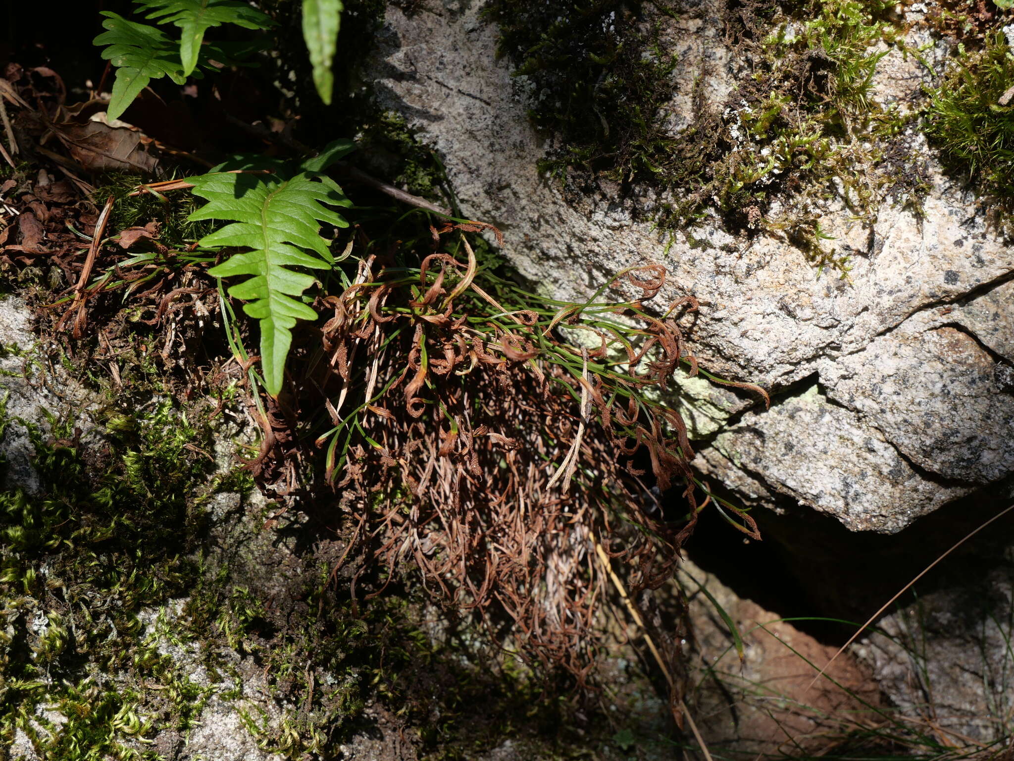 Sivun Asplenium septentrionale subsp. septentrionale kuva