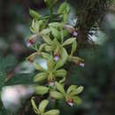 Image de Phaius landyae